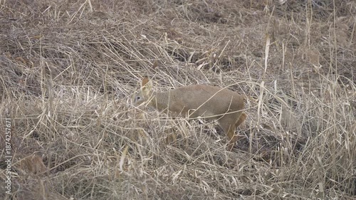 Korean Water Deer Walking Through Dry Grass Field 4K HDR