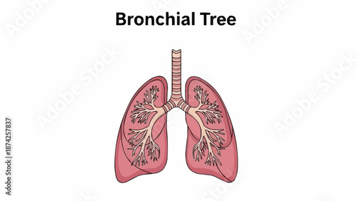 Illustration of the human bronchial tree and lungs.