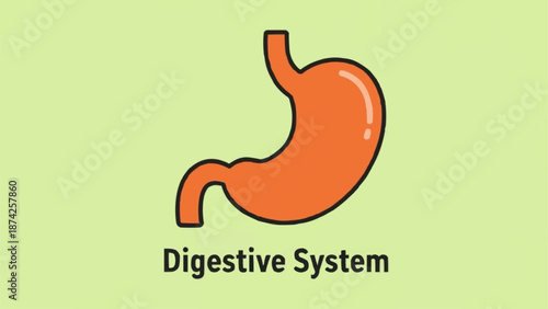 Illustration of the human stomach digestive system organ.