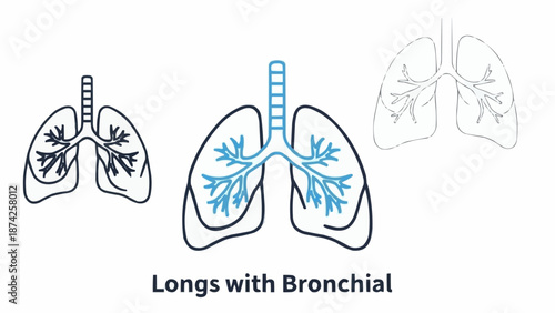 Human Lungs Anatomy Illustration with Bronchial Tree.