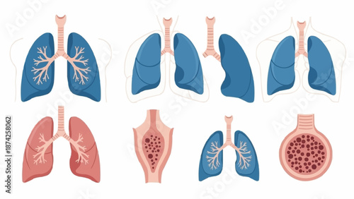Human Lungs Anatomy Medical Illustration Set.