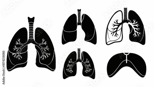 Human Lungs Anatomy Medical Illustration Set.