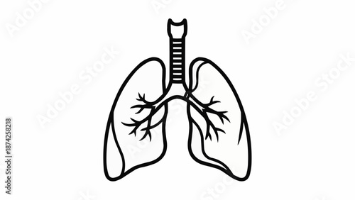 Human Lungs and Trachea Medical Illustration Outline.