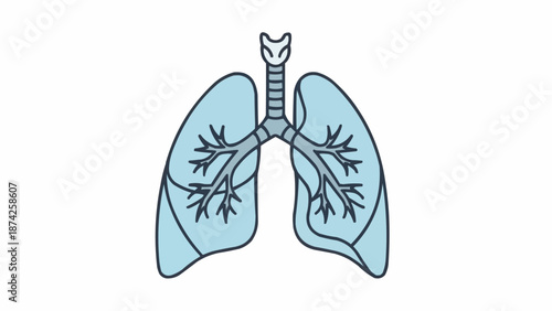 Illustration of human lungs and trachea medical diagram.