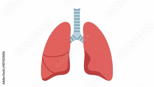 Illustration of human lungs and trachea medical diagram.