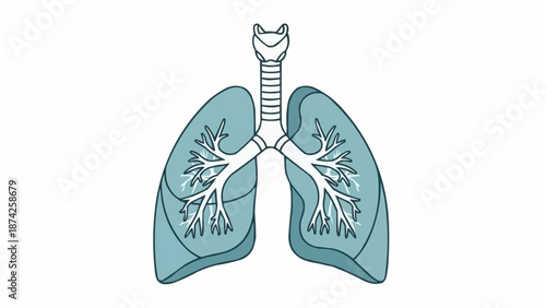 Illustration of human lungs and trachea medical diagram.