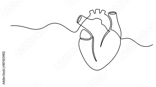 Human heart, animated self drawing of single continuous line, continuous contour movement, Animation video drawing, Human heart with blood vessels one line art, Full length 4K video