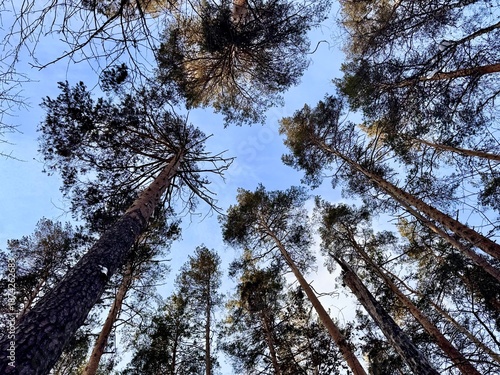 Pine forest in winter in sunny weather