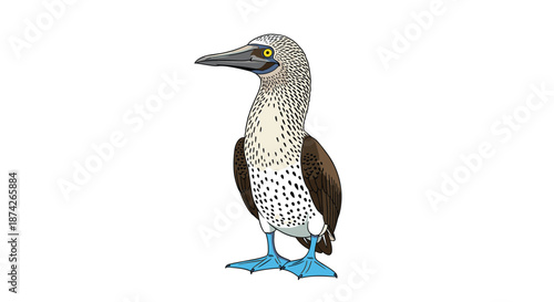 Detailed illustration of a blue-footed booby bird standing on a white background, unique wildlife of the galapagos islands in vector style.