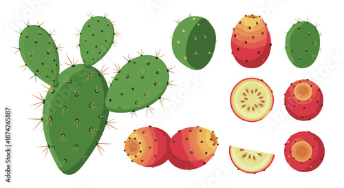 Complete set of prickly pear cactus elements including green pads and ripe red fruits in whole, half, and sliced views for food design.