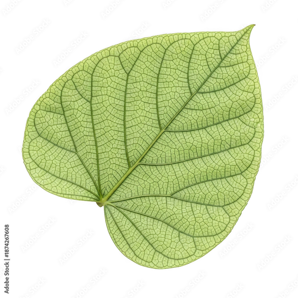 Obraz premium Close-up of a light green leaf with intricate vein patterns isolated on a transparent background texture