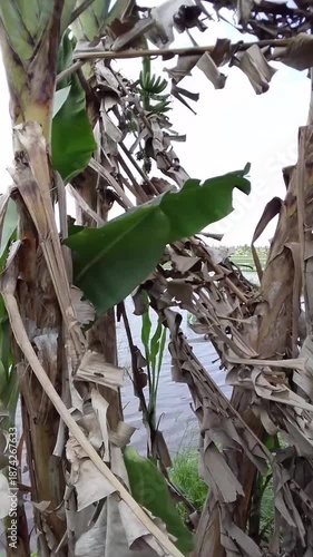 The footage of banana plantation ground covered with dried banana leaves and fresh green banana foliage, highlighting natural agricultural waste in a rural farming environment