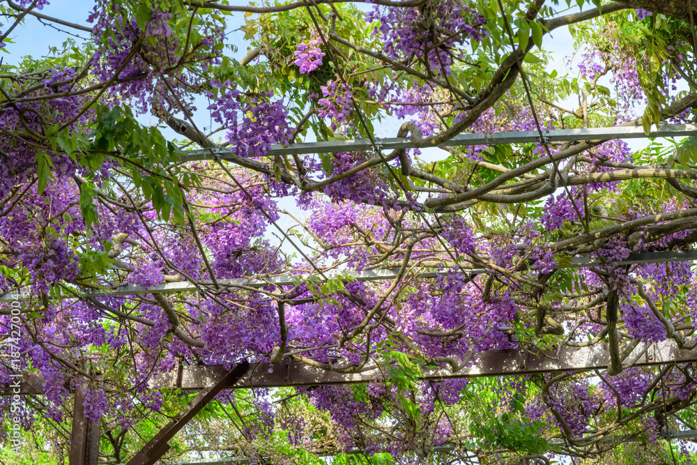 custom made wallpaper toronto digital春の風に揺れる、500メートルの藤のカーテン(八女鉄道記念公園)福岡県八女市
A 500-meter wisteria curtain swaying in the spring breeze (Yame Railway Memorial Park), Yame City, Fukuoka Prefecture