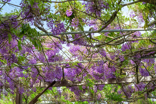 Wallpaper Mural 春の風に揺れる、500メートルの藤のカーテン(八女鉄道記念公園)福岡県八女市
A 500-meter wisteria curtain swaying in the spring breeze (Yame Railway Memorial Park), Yame City, Fukuoka Prefecture Torontodigital.ca