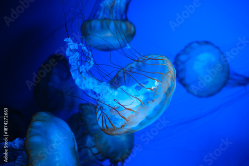 Schilderij op canvas Close-up of Pacific Sea Nettle Jellyfish in blue water for ocean beauty and unde