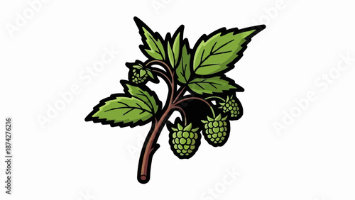 Stylized green raspberry plant with unripe fruit and leaves