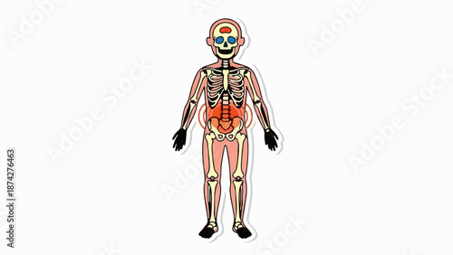 Stylized human skeletal and muscular system with highlighted abdominal region