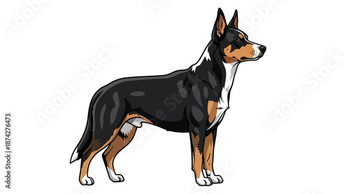 Illustration of a standing Entlebucher Mountain Dog on a white background
