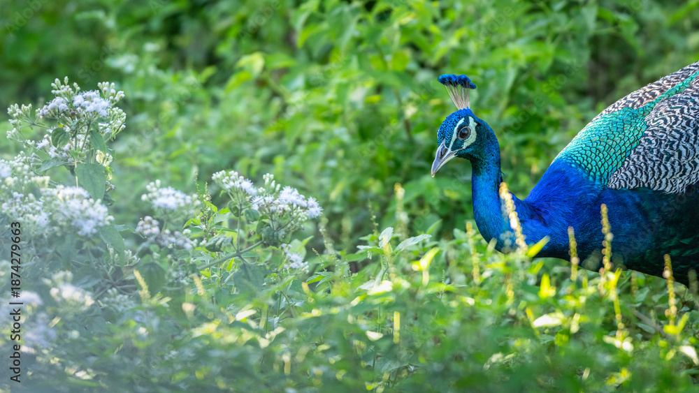 Obraz premium A vibrant male peacock forages among dense green undergrowth and flowering shrubs in the dry zone forest of Udawalawa National Park, Sri Lanka