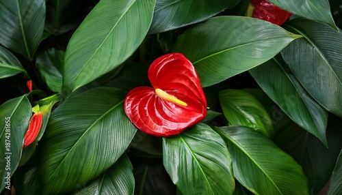 lush tropical foliage with bright red anthurium and green leaves