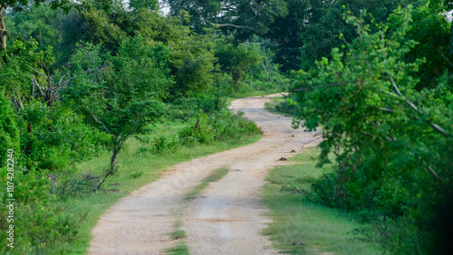 Tableau sur toile A winding dirt road through green scrubland and forest in Udawalawe National Park