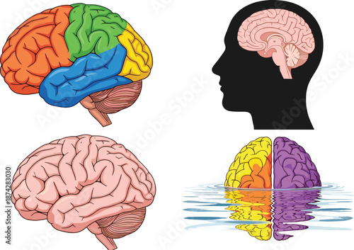 Human brain illustration, anatomy diagram, colorful lobes, realistic brain, neuroscience concept, psychology art, cerebral view, medical education, stylized hemisphere, reflection