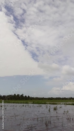 Footage of a peaceful rural landscape featuring expansive rice fields with shallow water reflections, lush green vegetation, and rows of palm trees under a dramatic cloudy sky