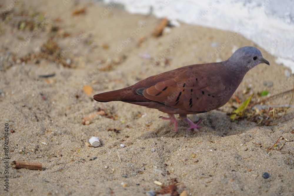 Fototapeta premium The tart dove (Columbina talpacoti), also known as the cinnamon dove or talpacoti dove, is a species of dove belonging to the subfamily of American small doves. Fortaleza - Ceará, Brazil.