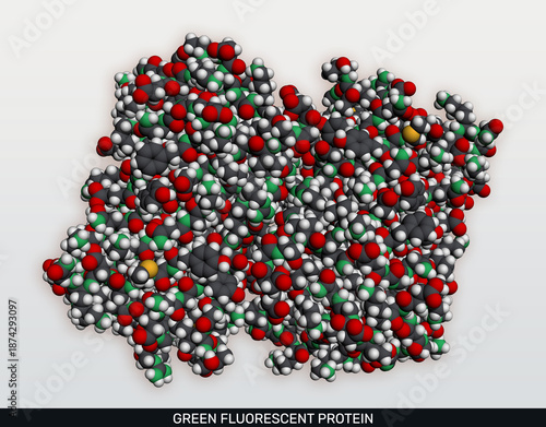 Scientific illustration of green fluorescent protein, GFP molecular structure, detailed 3d render for biotechnology and molecular biology. Space-filling model
