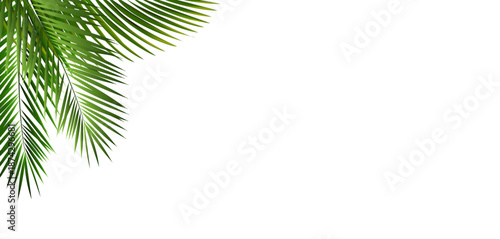 Palm Leaf Frame Isolated White Background