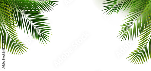 Green Palm Leaf Frame And Isolated White Background