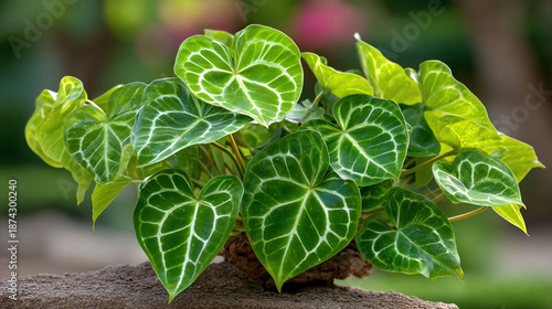 Close-up of vibrant green Anthurium crystallinum plant leaves.
