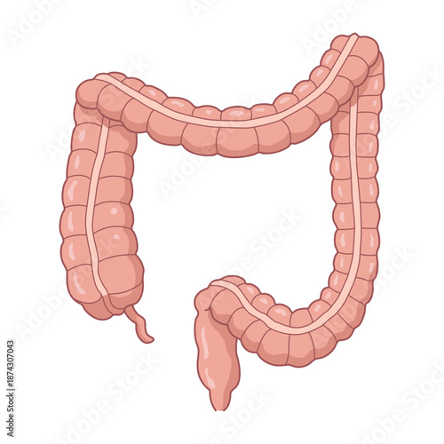 illustration of the human large intestine and colon structure