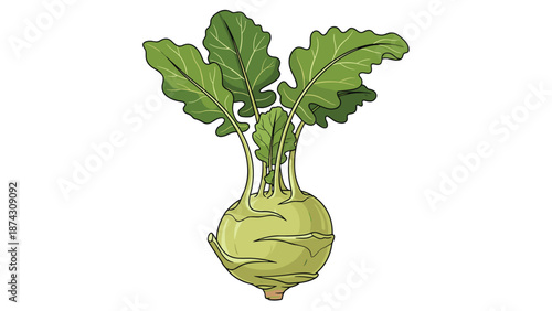 Whole fresh green kohlrabi with large leaves is displayed clearly on a plain white background for food themes.