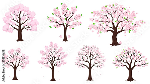 Beautiful cherry blossom trees in full bloom on white background
