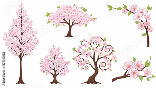 Beautiful pink cherry blossom trees in full bloom