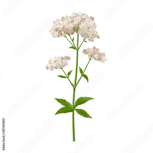 Blooming valerian flower with stem and leaves. Vector realistic wildflower with foliage. Isolated sedative medicine ingredient, perennial plant wild flora. Florist arrangement or composition bouquet