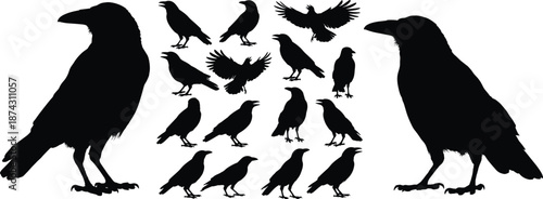 Crow silhouettes collection, black bird shapes set showing flying and standing poses for wildlife design, nature illustration, raven vector artwork