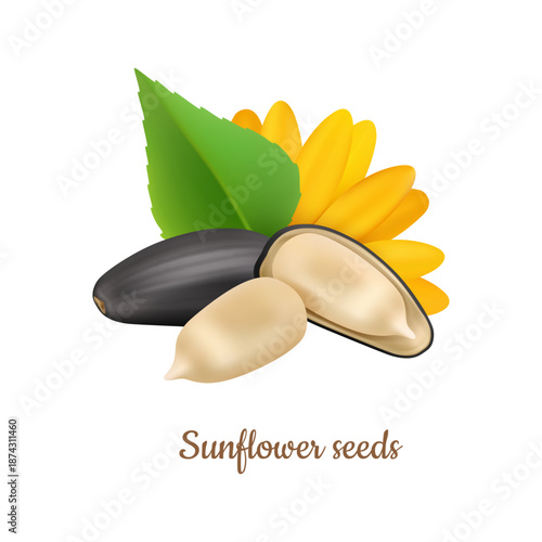 Sunflower seeds with leaf and flower, isolated realistic kernels unshelled and with shells. Vector raw or roasted, salted or flavored snack food. Granola or baking component, antioxidants source