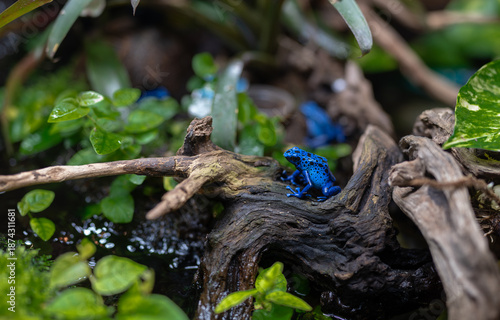 The photo shows a blue frog inside a glass aquarium. The amphibian is visible in a water environment, close-up view, indoor setting, natural light, clear tank, animal in captivity.