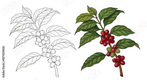 Botanical illustration of a coffee plant branch with berries and leaves in both line art and full color versions.