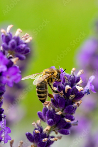 Honey bee on lavender flower with green background, macro pollination concept
