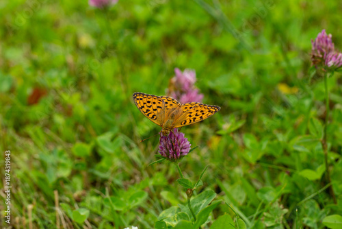 Orange butterfly on pink clover flower in meadow, summer nature wildlife