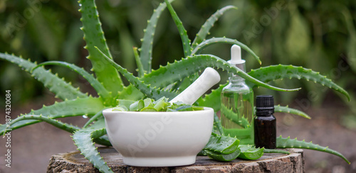 Essential oil bottle and fresh aloe vera leaves. Natural organic cosmetics