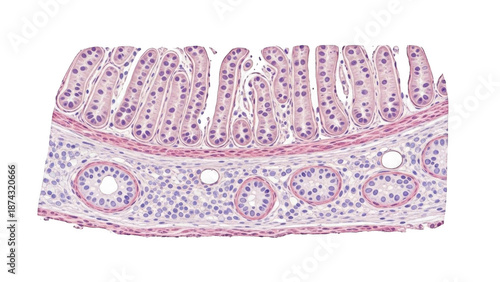 Konstfotografi Microscopic view of intestinal villi and crypts with cross-sections of glands is