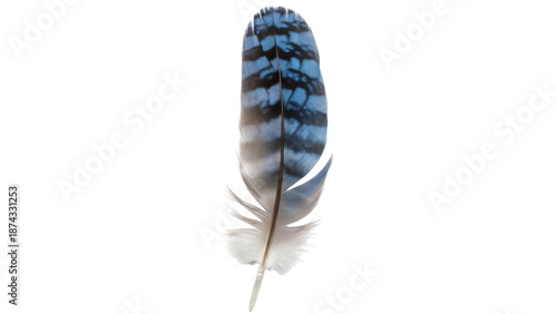 Εκτύπωση καμβά Blue jay feather PNG isolated on transparent background, detailed avian plumage