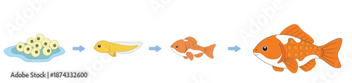 Fish Life Cycle Illustration for Kids Education