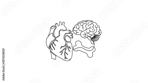 Anatomical heart and brain connected, symbolizing emotion and intellect