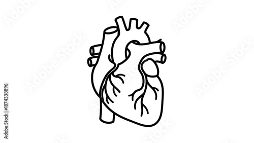 Anatomical Heart Outline Vector Illustration