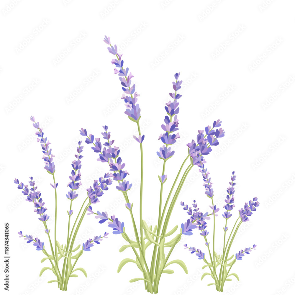 Obraz premium Beautiful Flowers Outline Simple Linear Image Collection